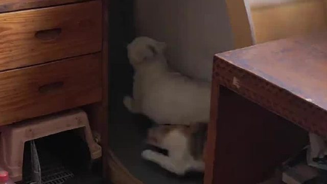 这户人家的猫胆子太小了，看到我进门回头使劲跑，企图跑出去结果跑半天，一回头我还在