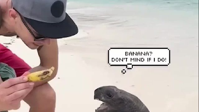 男人在海岸线带回一只五百岁海龟，女游客纷纷爱不释手