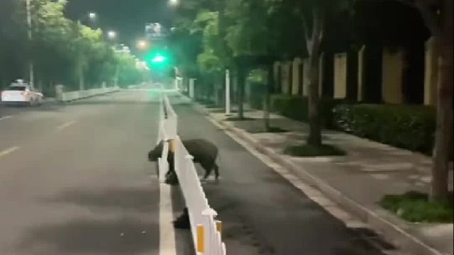 野猪被几十条猎犬堵在山脚大战它竟然毫发无损