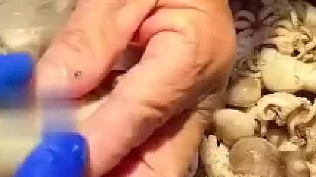 阿姨买海鲜自己带袋子
