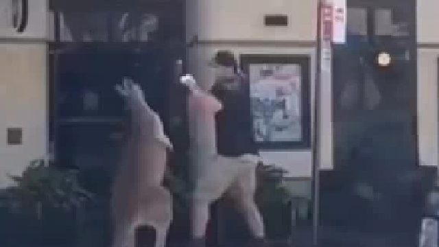 澳洲一男子跟袋鼠在街边干仗，一个“扫堂腿”成功将袋鼠放倒
