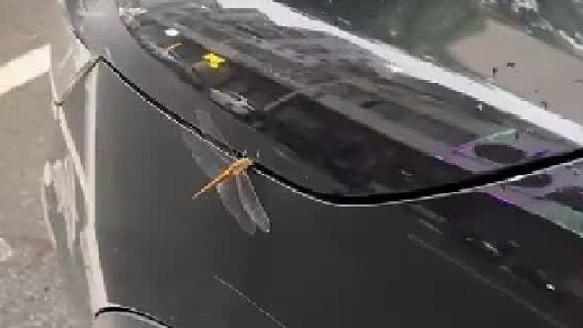 蜻蜓脑袋卡在机盖上，网友：滑盖开锁！. .