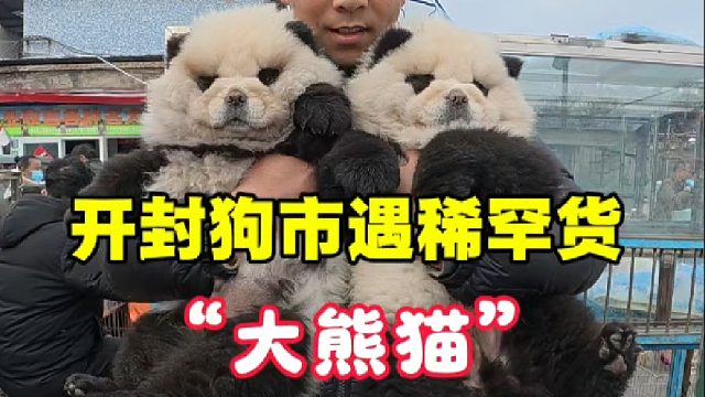开封狗市遇稀罕货“大熊猫”，现在狗市都这么厉害了嘛？啥都有！