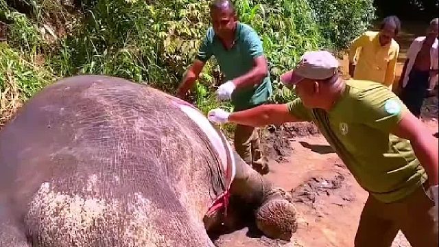 大象爆炸的威力简直恐怖如斯也