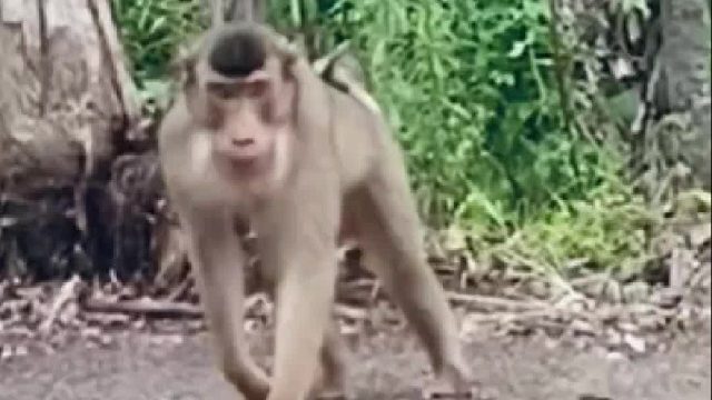 泛滥成灾的猴子被越南老表抓住后要完犊子了