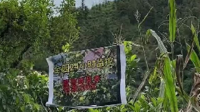 果园进了小偷偷吃 每个果子只咬不摘 园主发现后十分生气