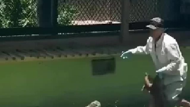 玩命养鳄鱼！