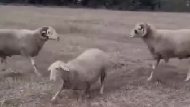 羊：我也是你们play的一环？