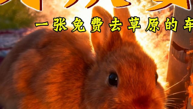 焖饭的功夫我不仅要防火，还要防偷胡萝卜的兔子。