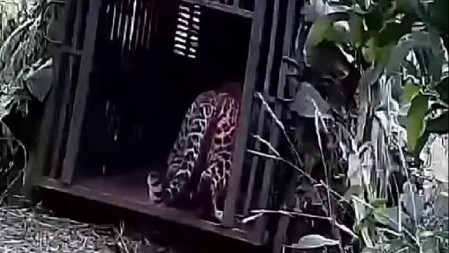 村民布置陷阱将袭击村庄的花豹抓住后一拥而上泄愤