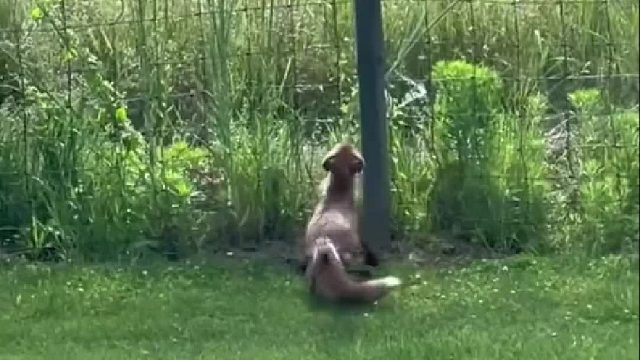 狡猾的狐狸想要吃掉极速逃命的小松鼠