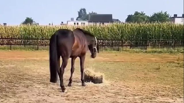 马儿在袋子里翻找吃草，调皮的猫咪跑进袋子里捣乱