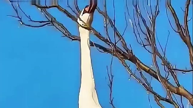 天鹅飞的太猛直接挂在树枝上命悬一线