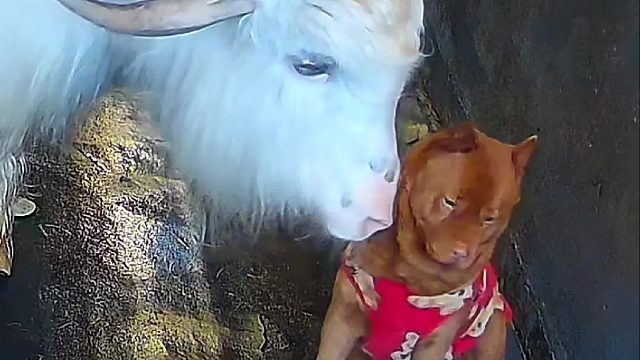 牛总其实很照顾家里小动物，只是会因为控制不了 力度而自卑