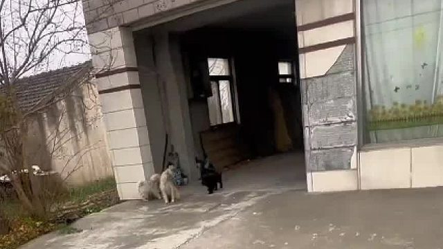 社会混的狗