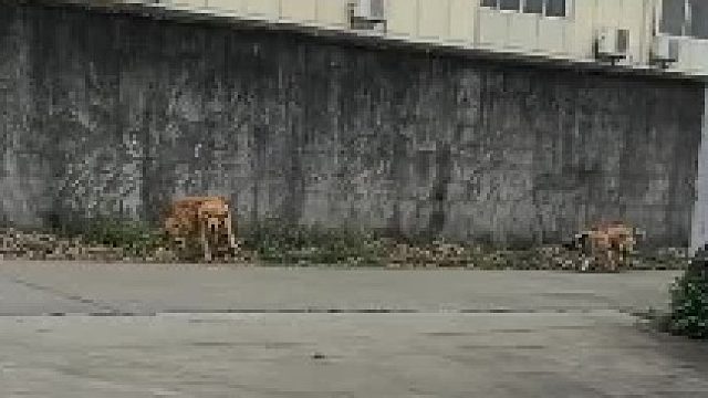 回村的金毛落单被盯上，村里的土狗们冲上前围攻。