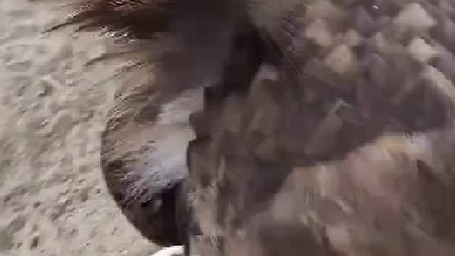 秃鹫的“秃头”竟是职业病？换了营养餐，秒变“羽毛富翁”！