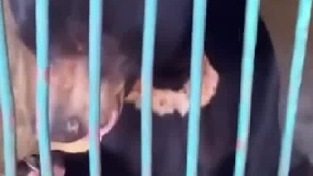 已经开智了，不杀早晚是个祸害