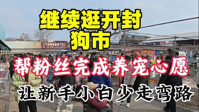 继续逛开封狗市，帮粉丝完成养宠心愿，让想养狗新手小白少走弯路
