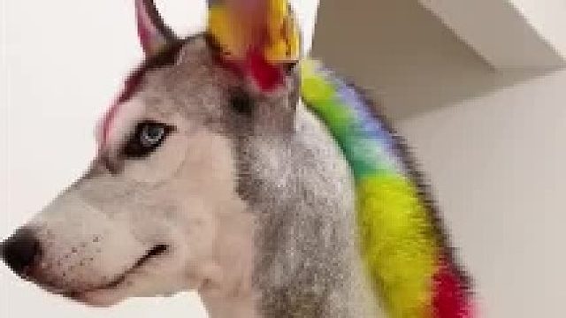 阳光彩虹小白哈