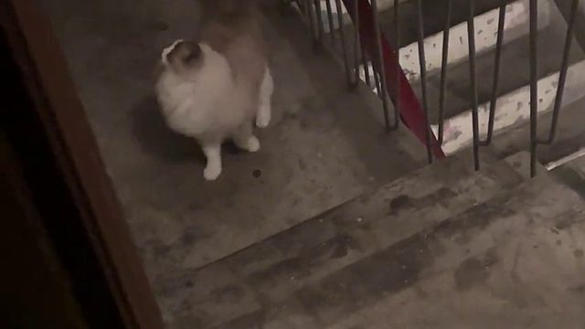 这个蠢猫谁要 上门自提（看完