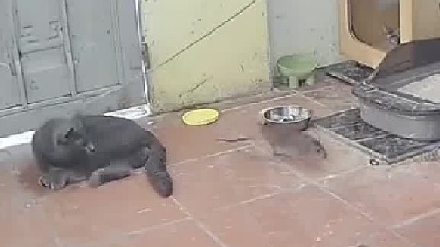 博主发现老鼠天天来偷吃狗粮狗狗不管，特意换猫咪守了一天