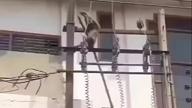 电工猴检修线路从未失手，这次竟让它生无可恋