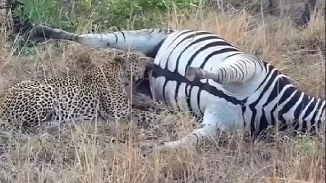 花豹竟然吃了一头被黑曼巴咬中的斑马，结局令人十分惊讶