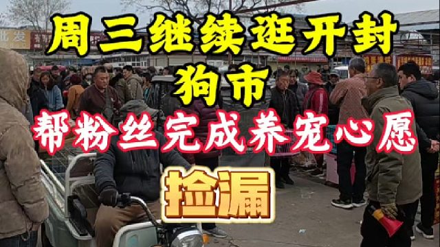 周三继续逛开封狗市，帮粉丝完成养宠心愿！想捡漏的新手小白慎入