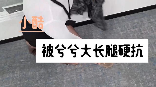 谁顶得住！小酷被兮兮大长腿狠狠拿捏