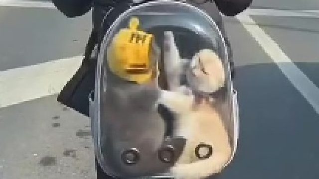 住手，快住手你们不要再打了
