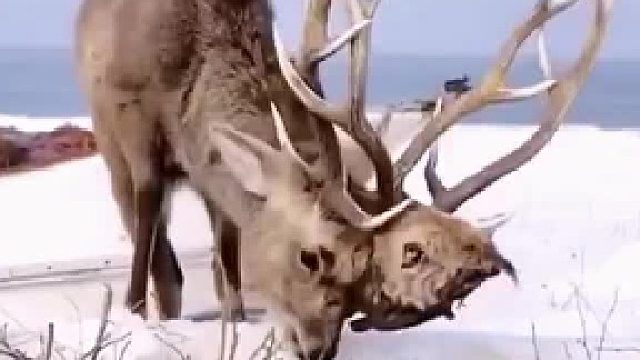 这鹿可真不简单