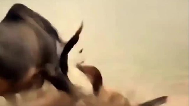 暴怒的野公牛闯入狮群报仇雪恨