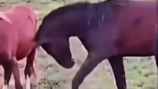 马儿的后腿踢直接将平头哥当场踢晕，简直太狠了