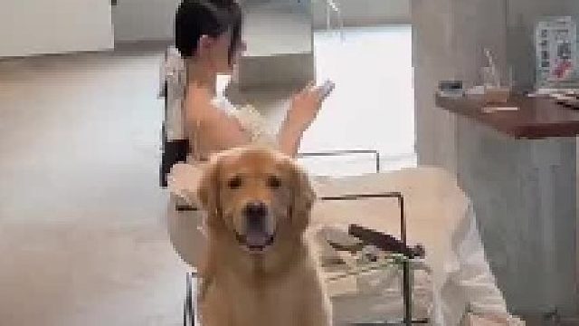 金毛狗狗和人类亲密无间的瞬间，对狗那是恶语相向