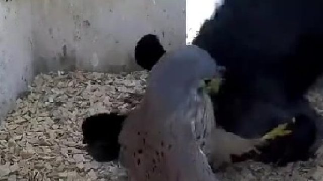 公的到啥时候也是抵御外敌的主力