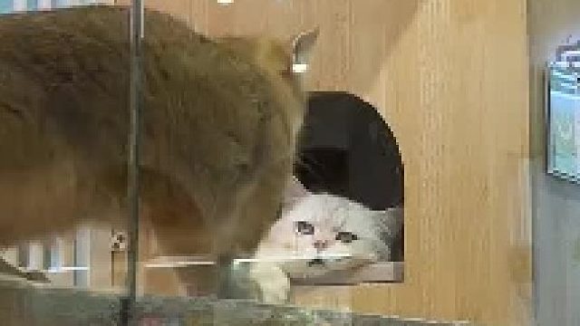 三分迷茫七分呆滞