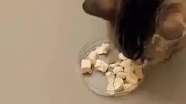 我算看出来了，你们个个都是身怀绝技