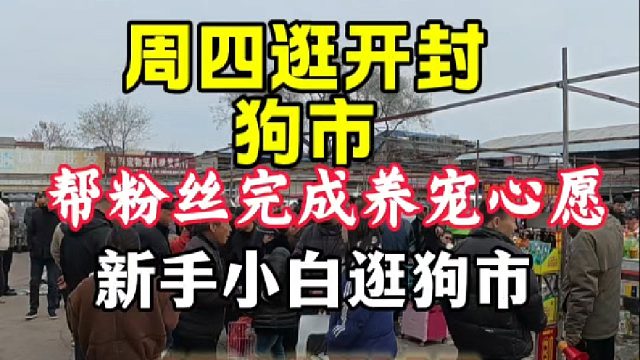 周四逛开封狗市，继续帮粉丝完成养宠心愿！新手小白来做好攻略！