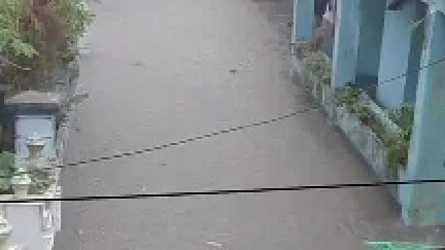 平时不敢碰水的咪…