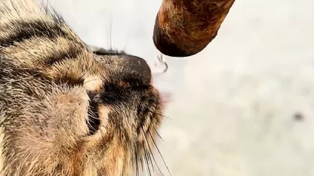 观察猫咪是如何喝水的