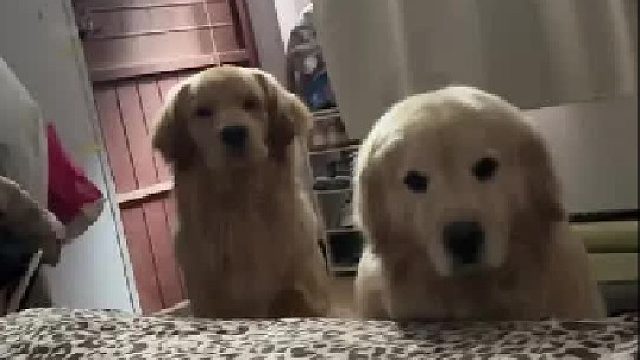 好浓的金毛！两只！