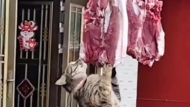 现在的猫都不抓耗子了，凭本事吃饭