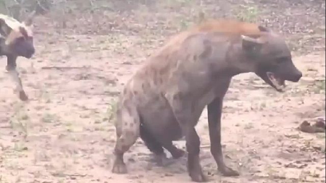 鬣狗挺着大肚子遭到野狗群围殴命悬一线
