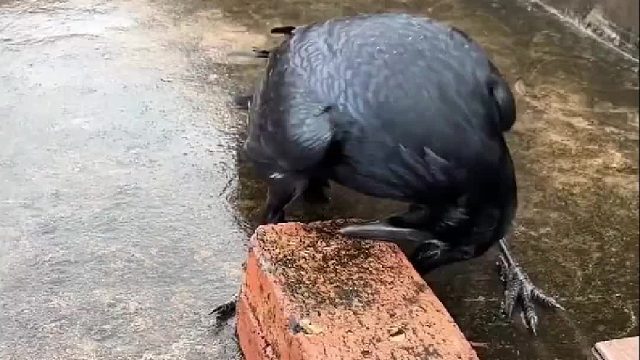 乌鸦竟然要用嘴巴叼起砖头砸核桃，简直不可思议啊