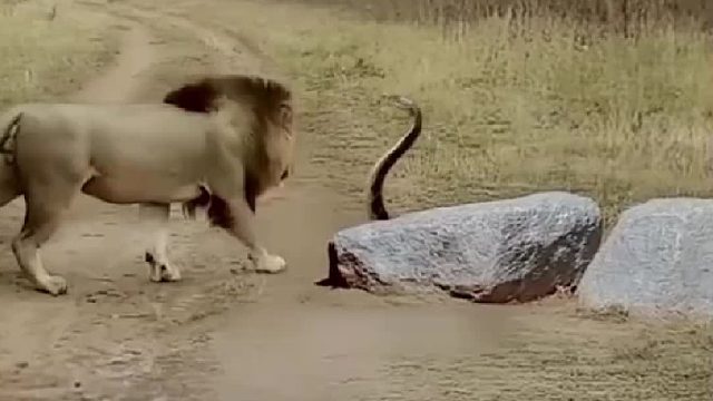 雄狮驱赶闯入领地的眼镜王蛇，却不幸被对方狠狠咬中