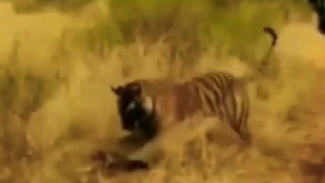 老虎被黑曼巴拦路与其硬刚却不幸被它咬到螺丝拐拐