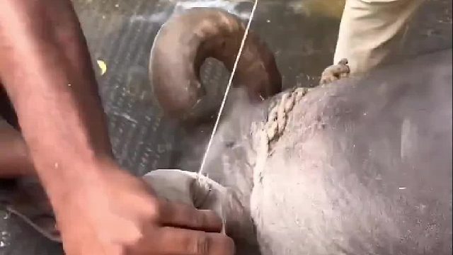 牛老二的牛角反向生长扎进脑袋，主人赶紧请来师傅锯掉