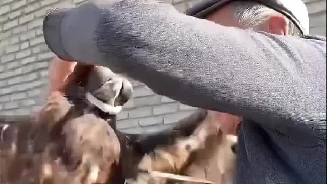 丧彪投喂八斤牛肉为金雕出发抓捕野狼补充体力