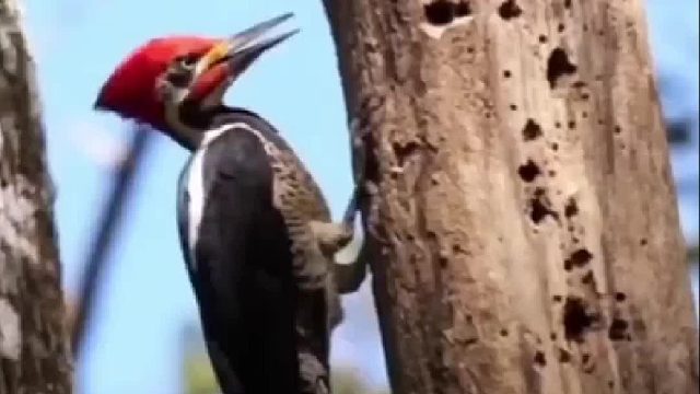 啄木鸟用嘴巴在树干上破皮凿洞建造家园